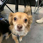 Butters - 5yo Pomeranian mix, ready for adoption