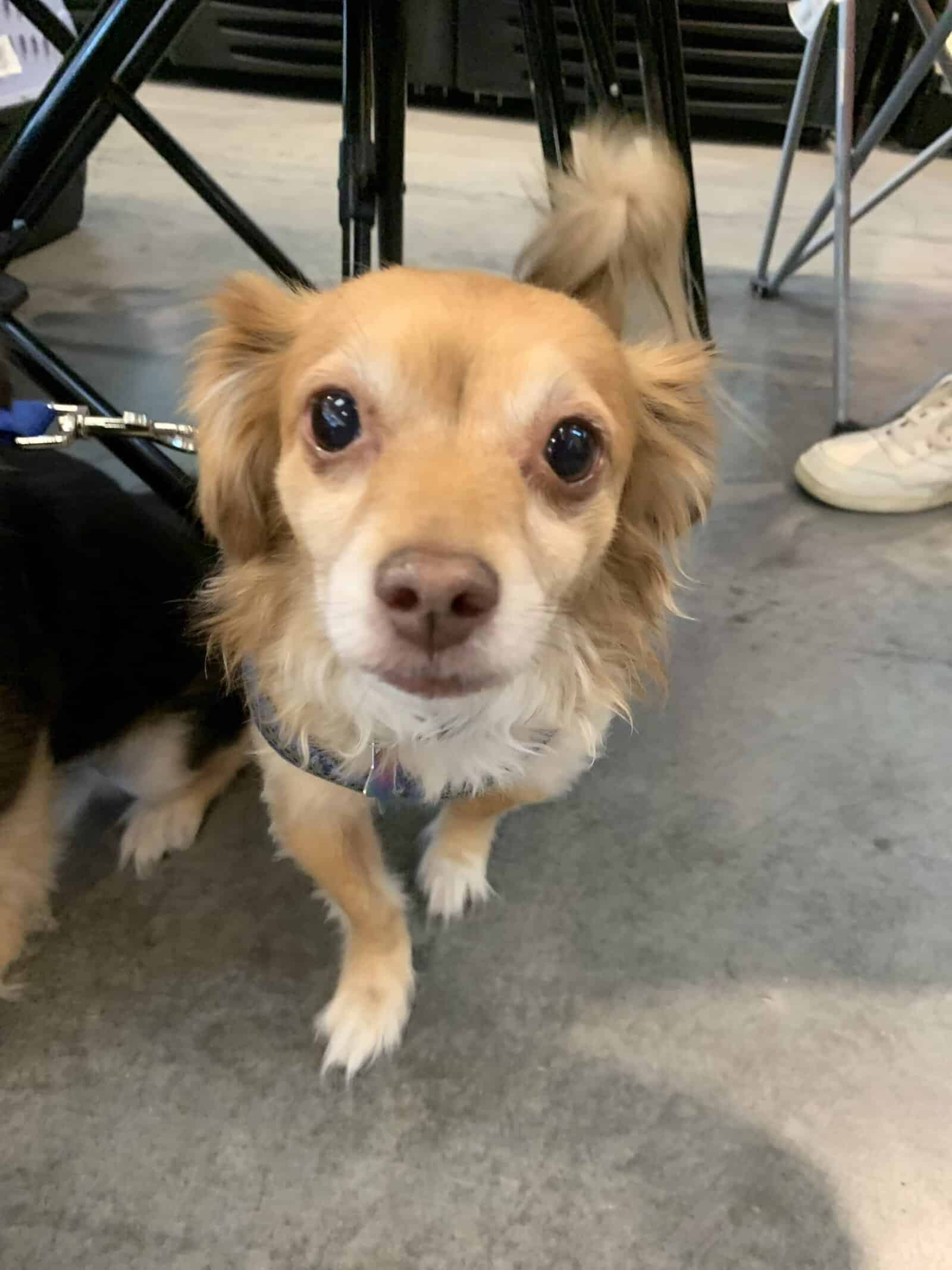 Butters - 5yo Pomeranian mix, ready for adoption