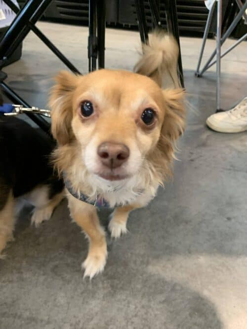 Butters - 5yo Pomeranian mix, ready for adoption
