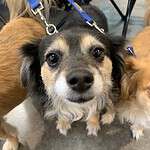 Jelly - 5yo Pomeranian mix, ready for adoption