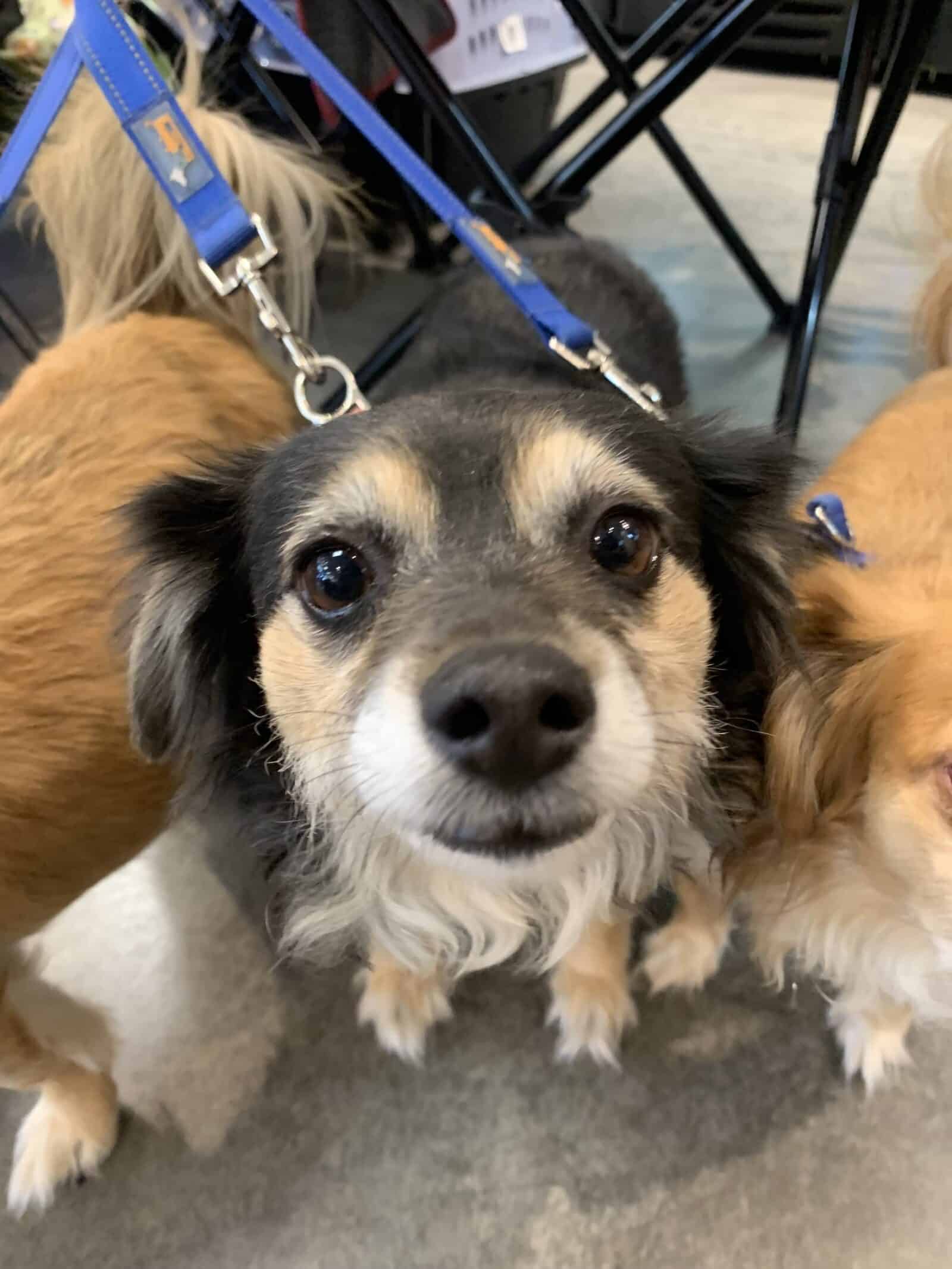 Jelly - 5yo Pomeranian mix, ready for adoption