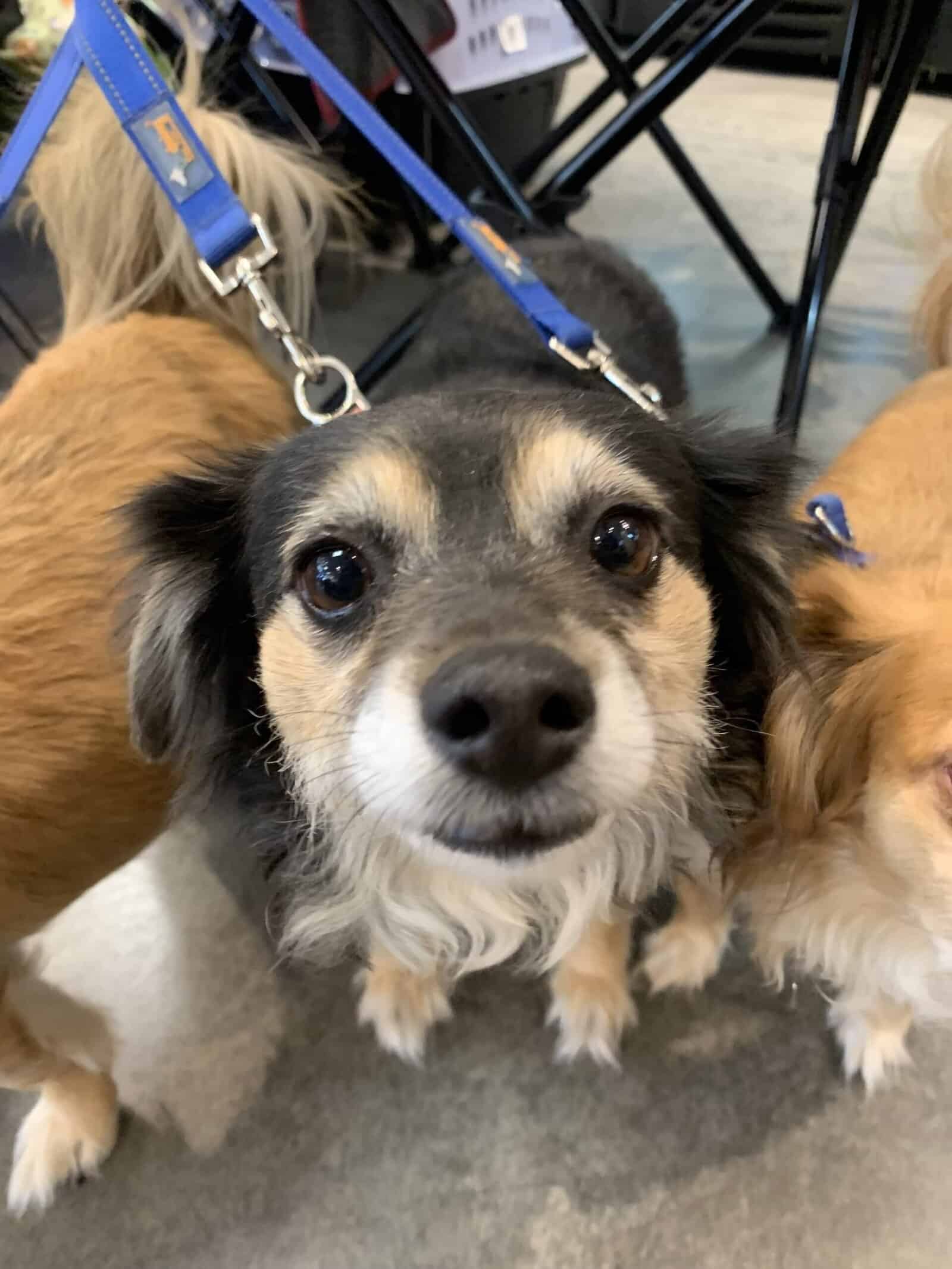 Jelly - 5yo Pomeranian mix, ready for adoption