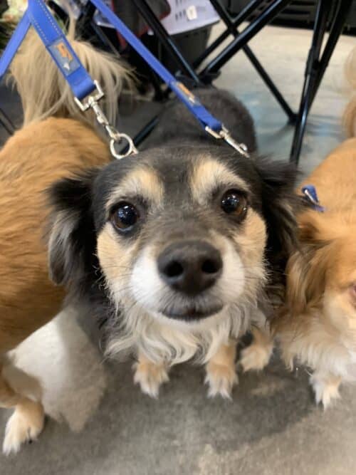 Jelly - 5yo Pomeranian mix, ready for adoption