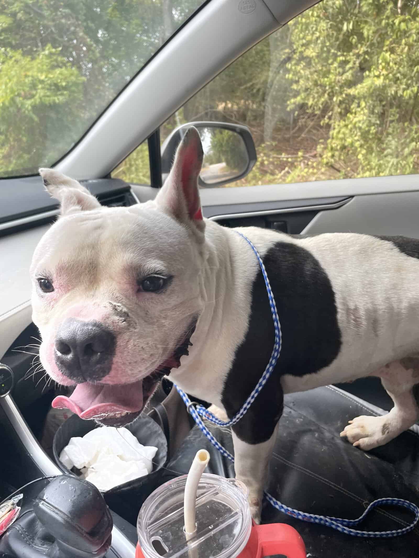 Ace 1yo bulldog/staffy mix getting a freedom ride from the shelter