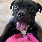 Adopt Harold - Bulldog /Staffordshire terrier mix