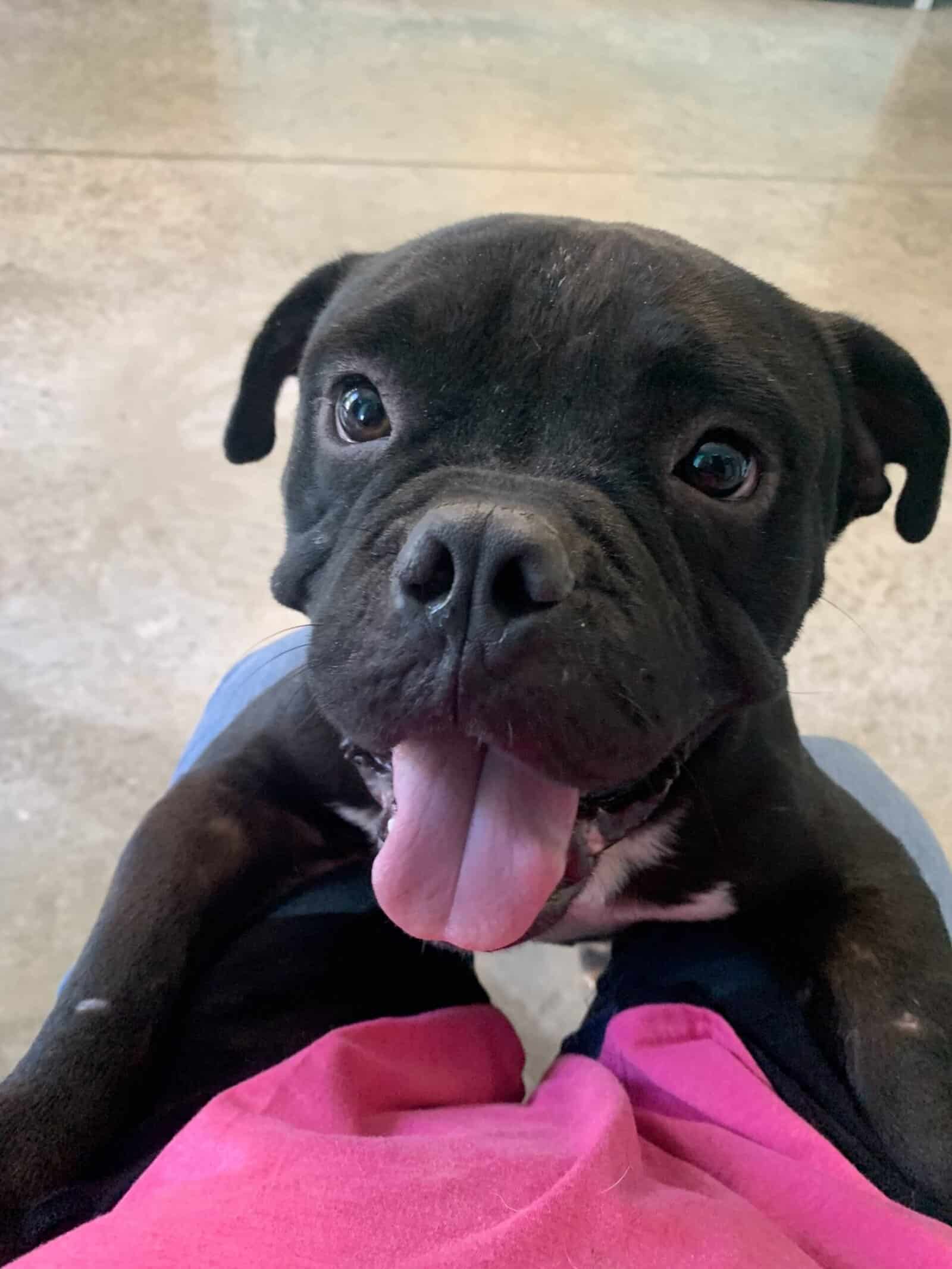 Adopt Harold - Bulldog /Staffordshire terrier mix