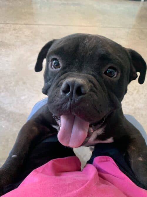 Adopt Harold - Bulldog /Staffordshire terrier mix