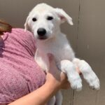 Shepherd-Pyr Puppy being held