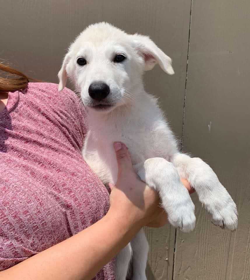 Shepherd-Pyr Puppy being held