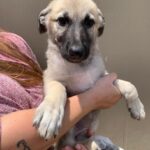 Shepherd/Pyrenees Mix puppy