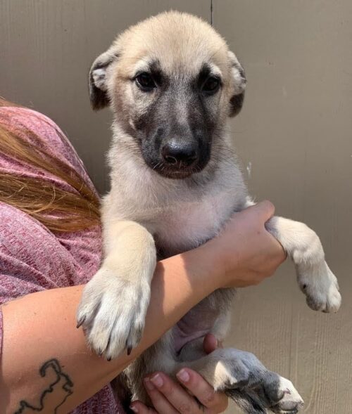Shepherd/Pyrenees Mix puppy