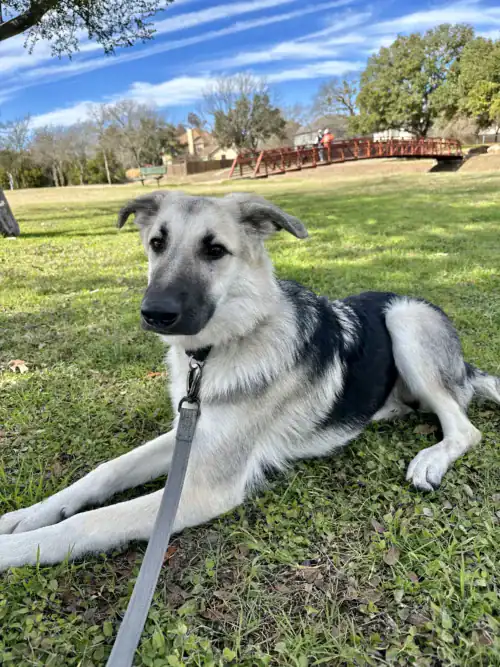 IMG_9005-1 Monty - 9 month old, German Shephers/Pyr mix