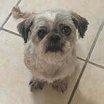 Shih Tzu 10yo, waiting to be adopted