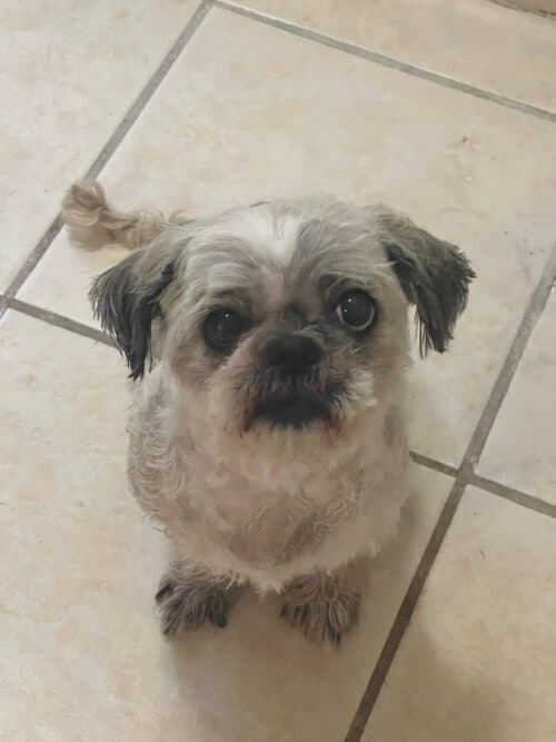 Shih Tzu 10yo, waiting to be adopted