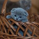 blue kitten on brown woven basket