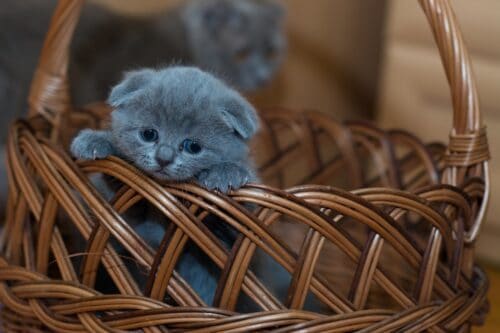 blue kitten on brown woven basket