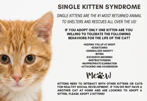 infographic explaining single kitten syndrome