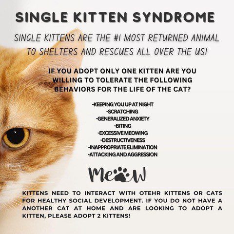 Poster for awarness of Single Kitten Syndrome