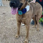 Gemma-Adopted