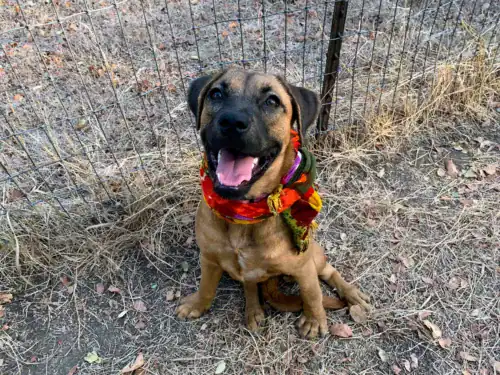 Adopt Gemma
