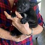 adopt Lavender puppy