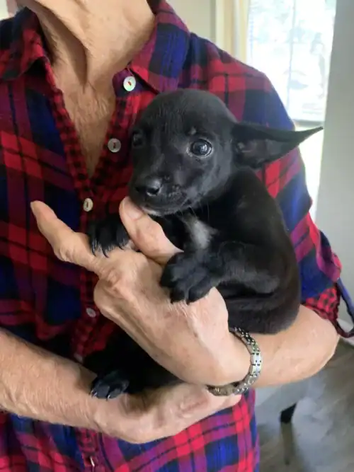 adopt Lavender puppy