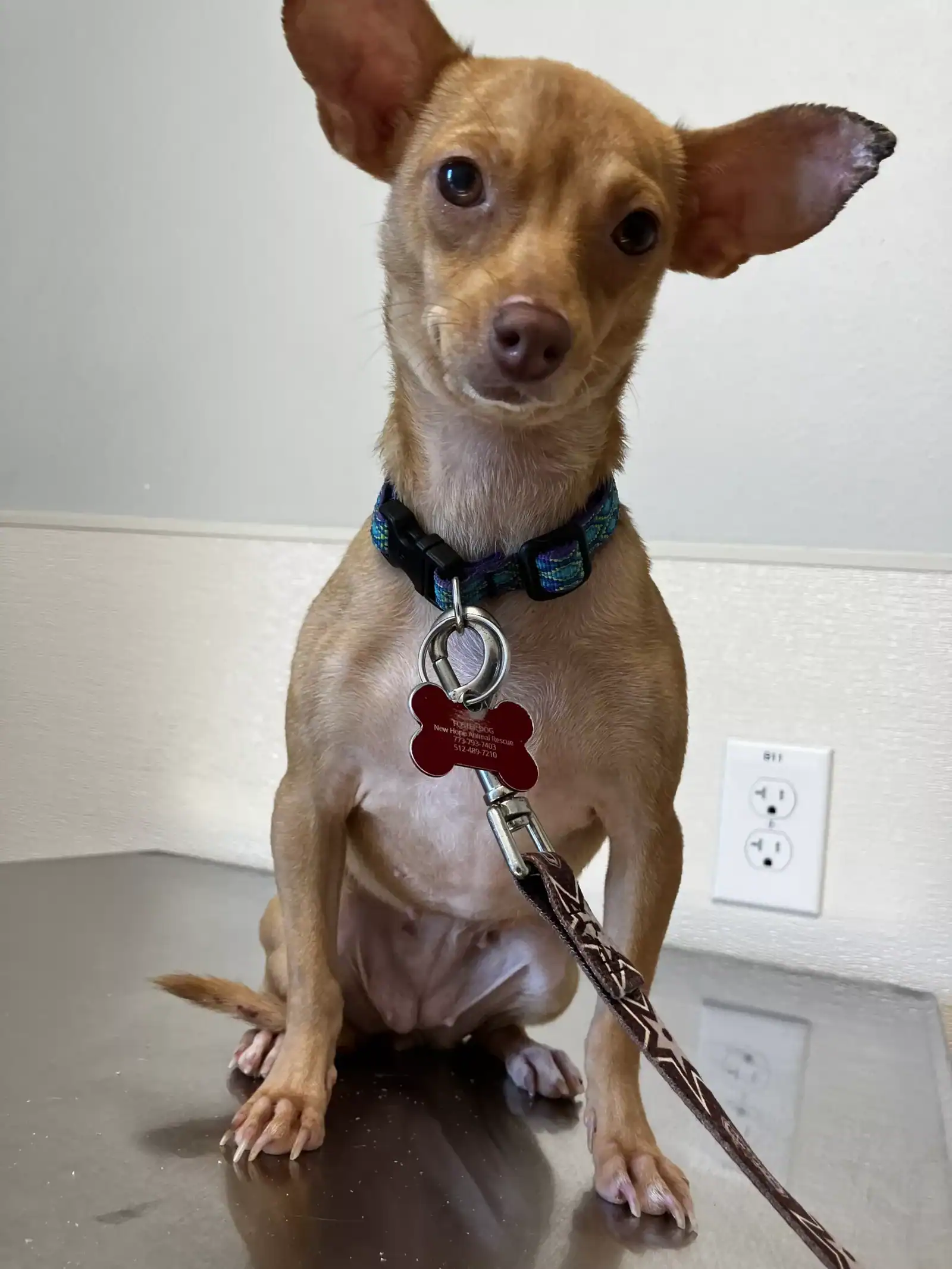 L'il D - Chihuahua pup - spunky and saucy gal with a heart of gold, New Hope Animal Rescue, NFP, Austin, TX
