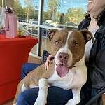 Mac - 1yo Pitbull, New Hope Animal Rescue, Austin, TX