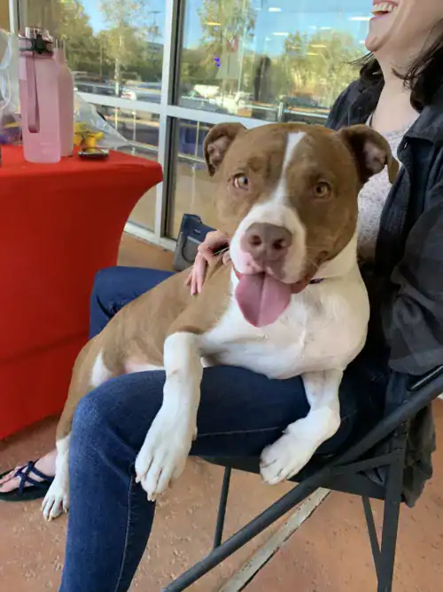 Mac - 1yo Pitbull, New Hope Animal Rescue, Austin, TX
