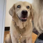 Adopt Pretty Lady