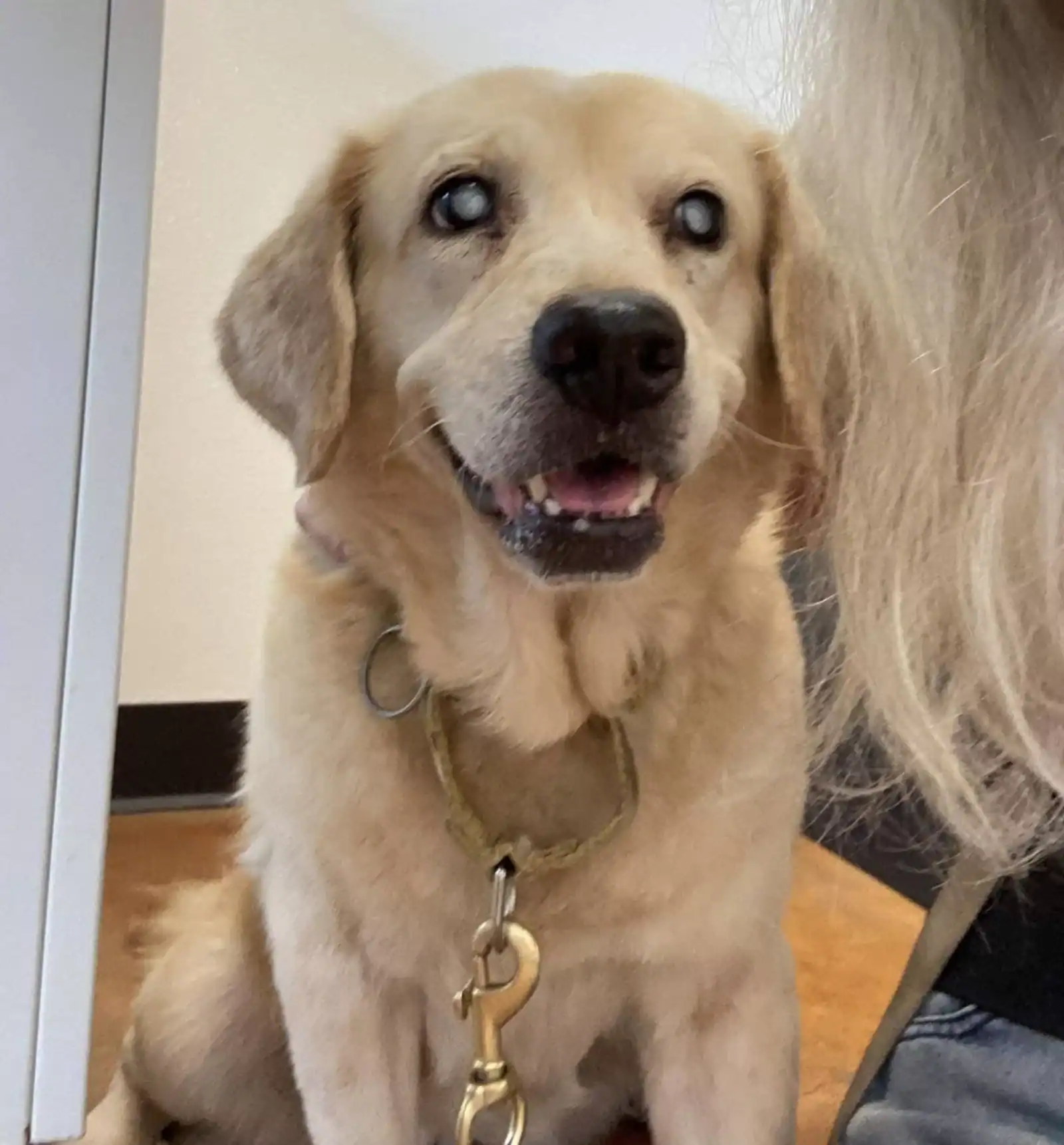 Adopt Pretty Lady