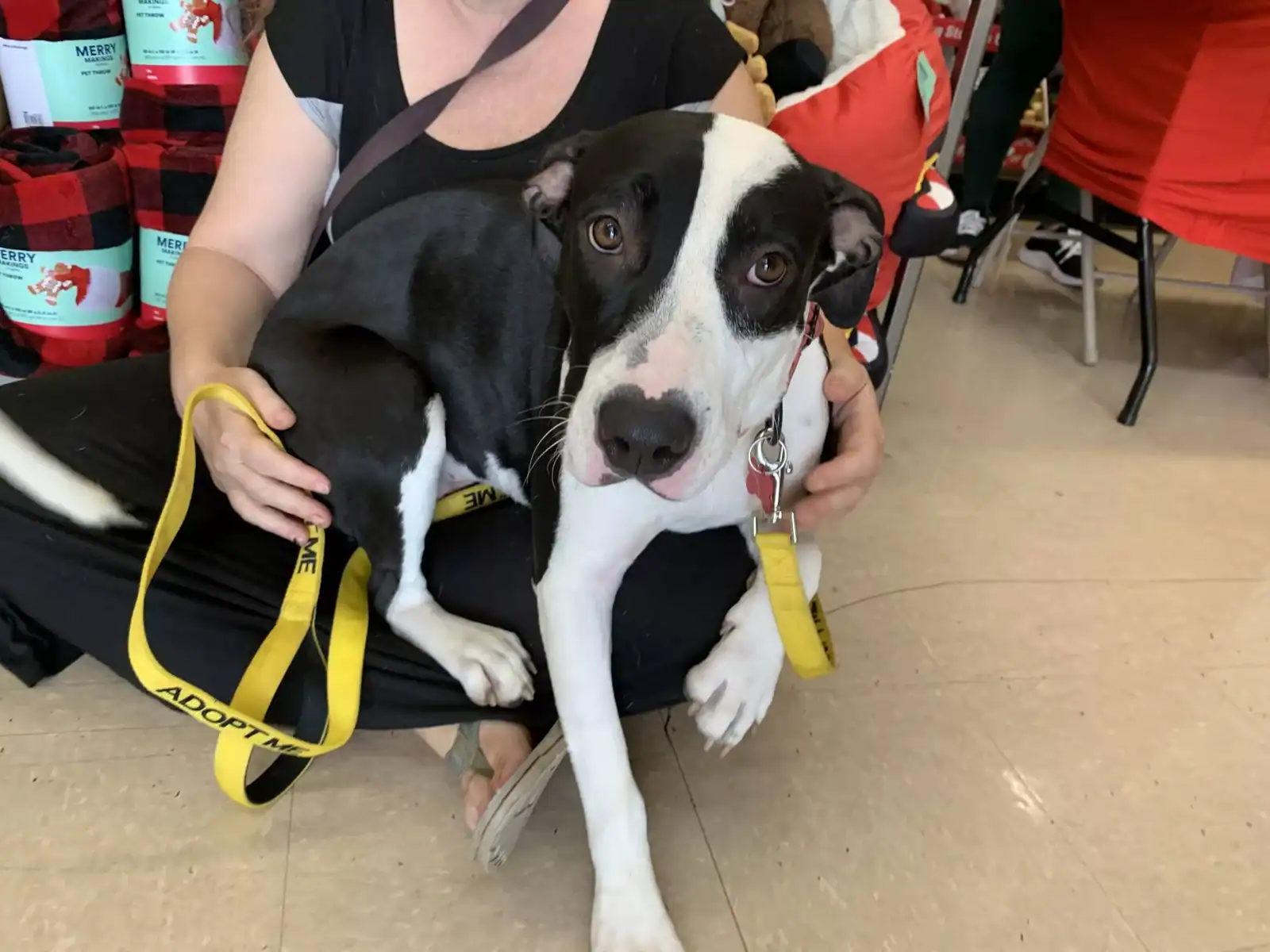 Adopt Sweet Pea