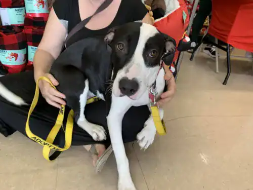 Adopt Sweet Pea