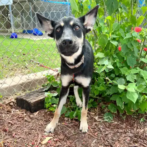 IMG-8924 Smoochy - Shepherd mix pup, New Hope Animal Rescue, NFP, Austin, TX