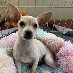 Screech - chihuahua puppy