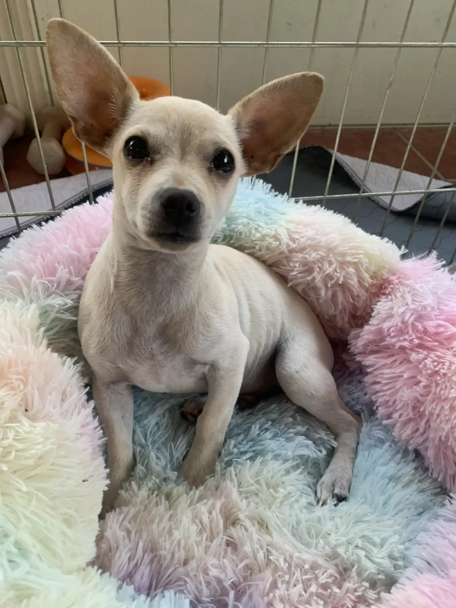 Screech - chihuahua puppy