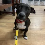 Rescue Lab dachshund pit mix, New Hope Animal Rescue, Austin TX