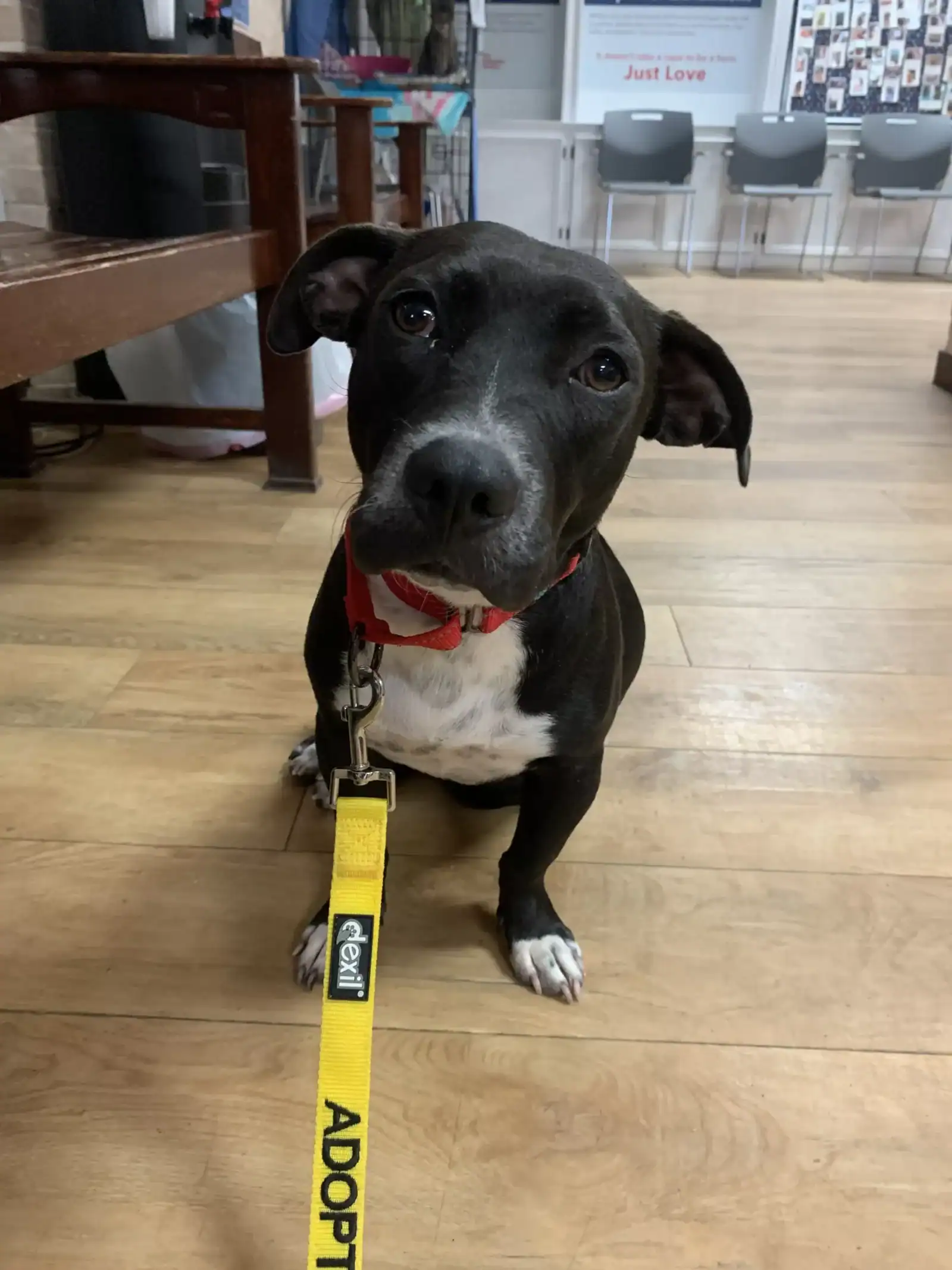 Rescue Lab dachshund pit mix, New Hope Animal Rescue, Austin TX