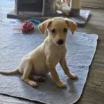 adopt Daffodil puppy