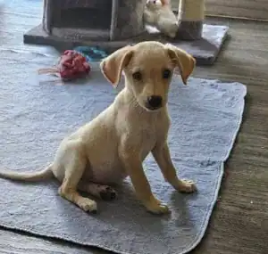 adopt Daffodil puppy