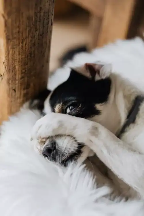 shy dog
