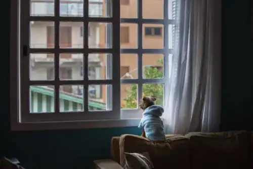 cute little purebred dog in robe looking out window at home