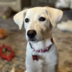 Penelope-Adopted