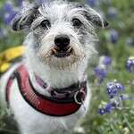 adopt Stefen