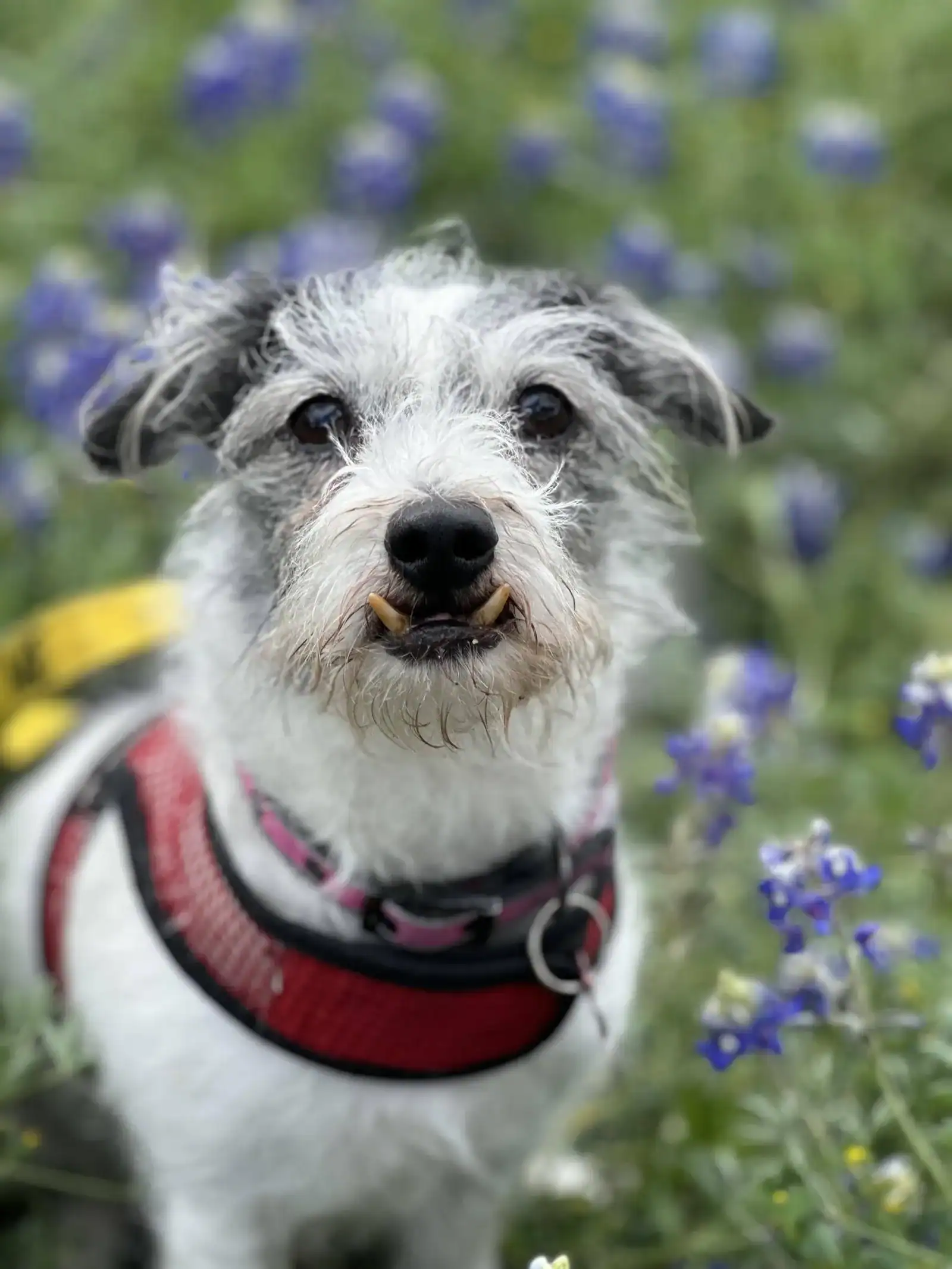 adopt Stefen