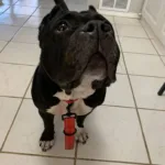 Dumplin' - Bulldog/Pit Mix