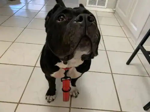 Dumplin' - Bulldog/Pit Mix
