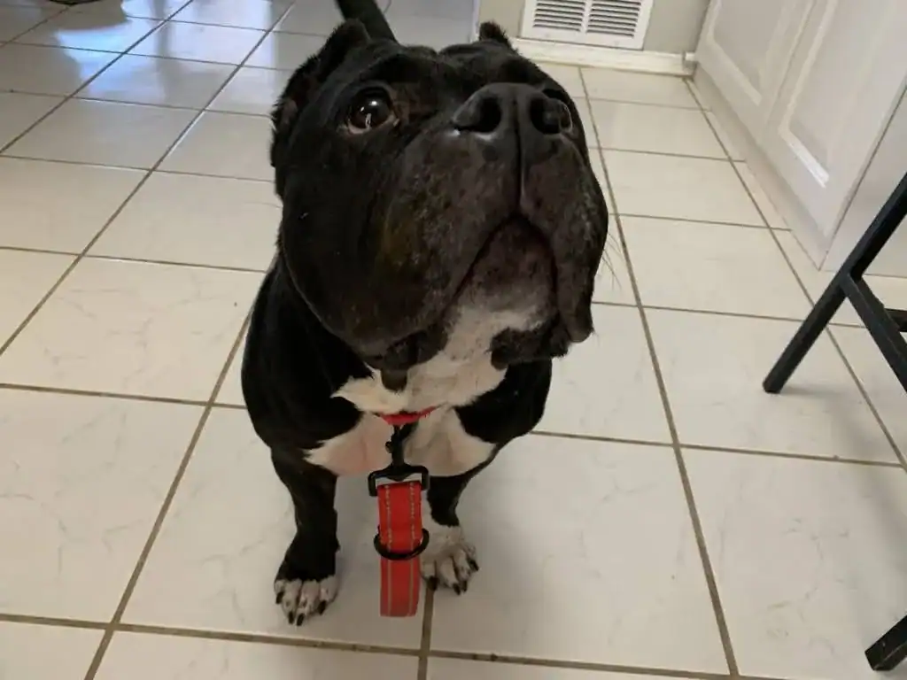 Dumplin' - Bulldog/Pit Mix