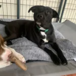 Man Man - Lab mix puppy