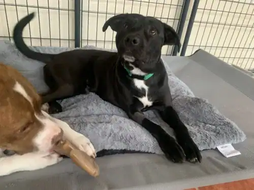 Man Man - Lab mix puppy